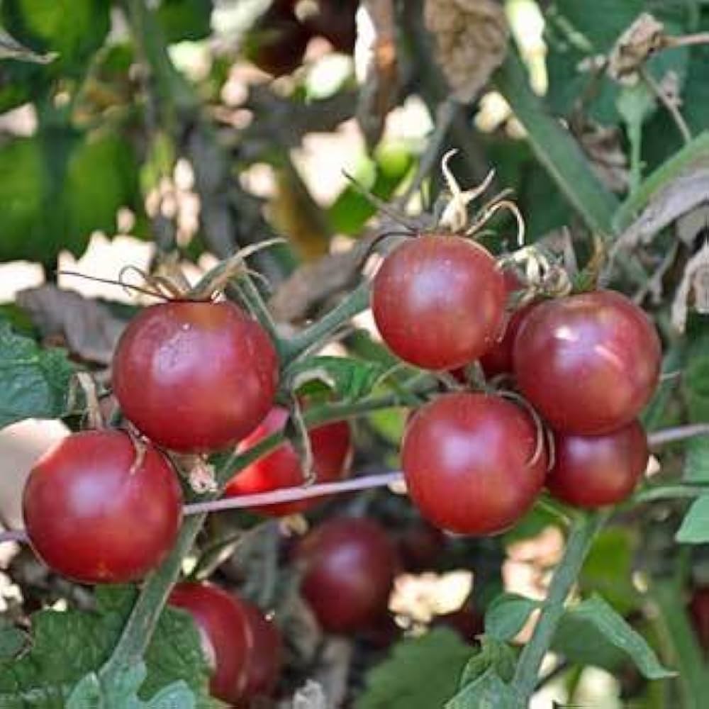 Honkin' (Big Black Cherry tomato) for planting in garden